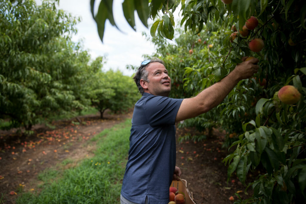 ©Riley Bunch/GPB News: North Georgia farmer Drew Echols picks peaches in his field on July 11, 2022, at Jaemor Farms in Alto, Ga. Echols is from a line of farmers who, until recently, generally remained silent about mental health amid the stressors of farming. But experts are seeking to change that. 