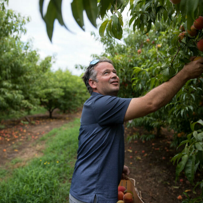 ©Riley Bunch/GPB News: North Georgia farmer Drew Echols picks peaches in his field on July 11, 2022, at Jaemor Farms in Alto, Ga. Echols is from a line of farmers who, until recently, generally remained silent about mental health amid the stressors of farming. But experts are seeking to change that. 